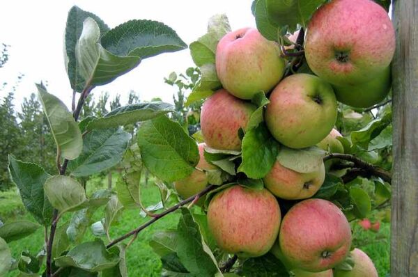 Sügisõunapuu 'Tiina' P20 90cm