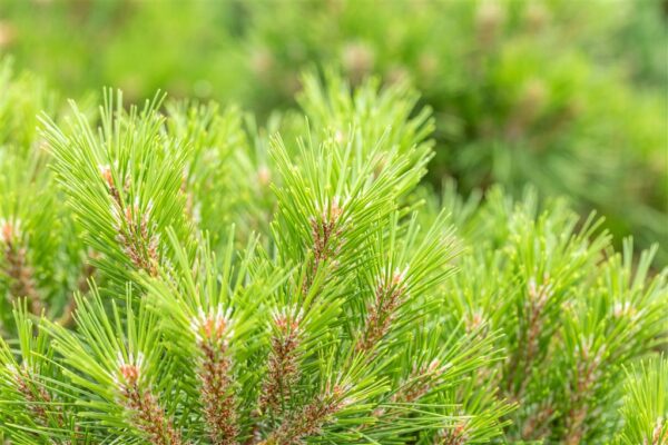 Must mänd 'Bambino' P24 30-40cm