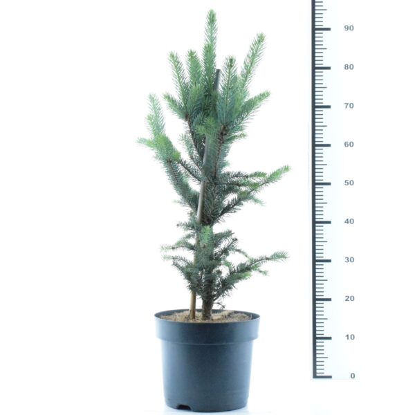 Torkav kuusk 'Iseli Fastigiate' P26