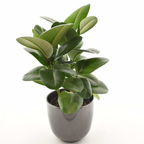 Kummi-viigipuu 'Sofia' P17