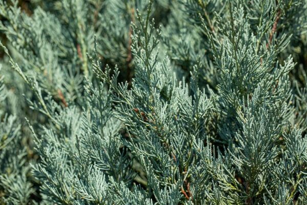 Sabiina kadakas P23 30-40cm