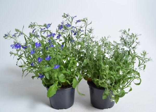 Ripp-lobeelia P10,5 Eestis kasvatatud