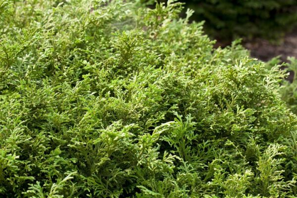 Hiibapuu P23 40-50cm