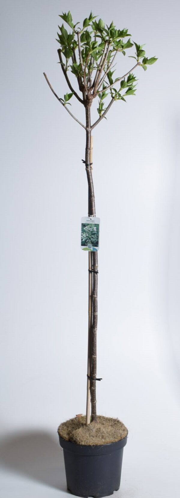 Aedhortensia 'Kyushu' P25 150cm tüvel