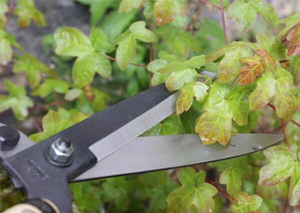 Hekikäärid Okatsune 217 53,5cm