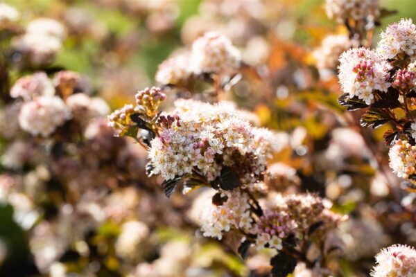 Lodjap-põisenelas 'Little Devil' P19