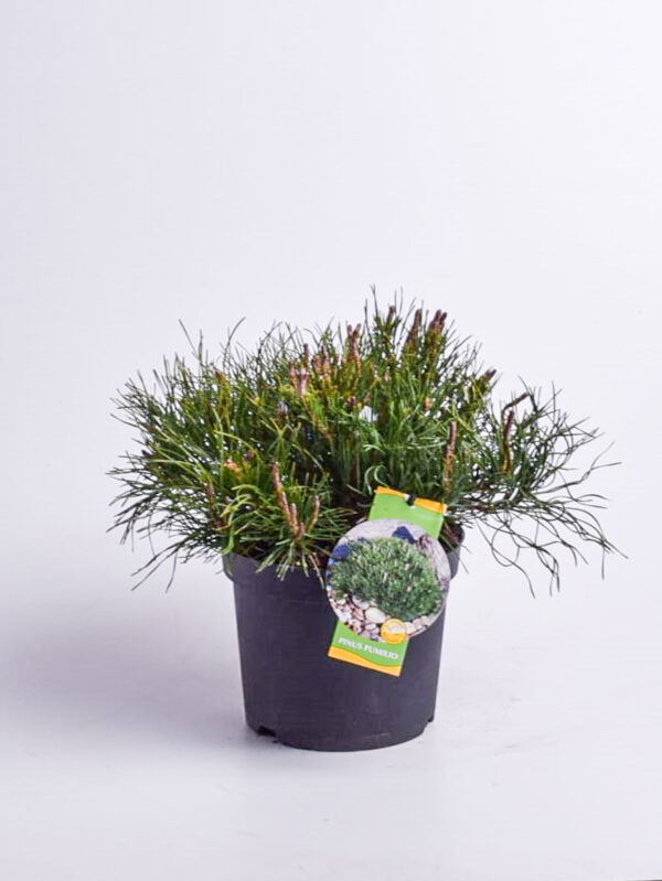 Kääbus-mägimänd P30 100-120cm