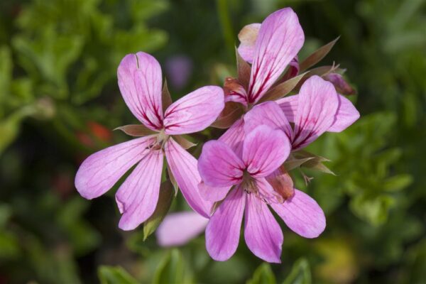 Ripp-pelargoon P10,5/P12 erinevad