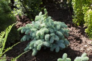 Torkav kuusk ‘Glauca Globosa’ P19 20+cm