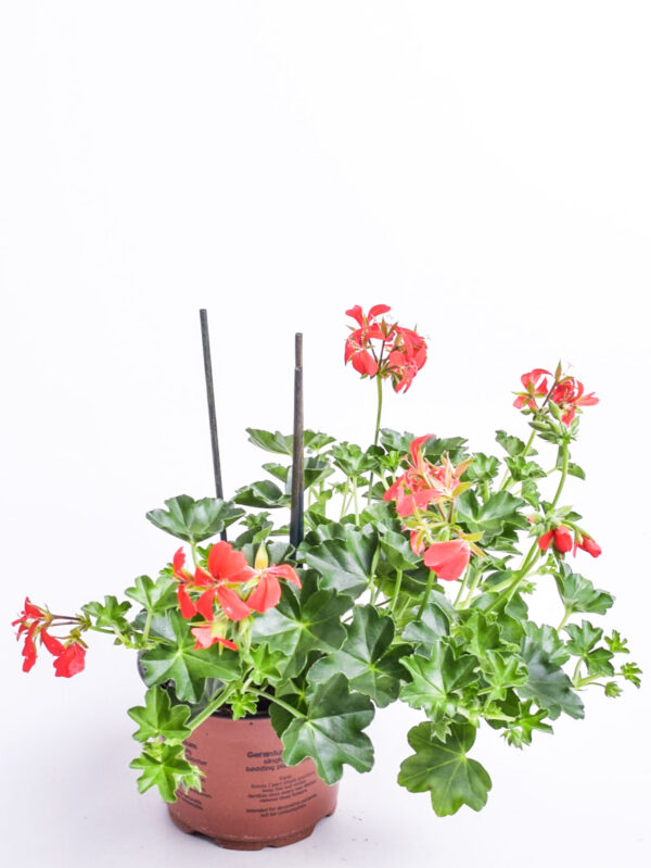 Ripp-pelargoon P10,5/P12 erinevad