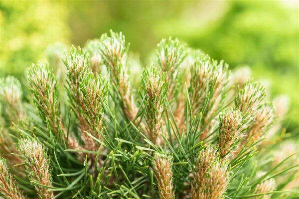 Must mänd 'Bambino' P28 60cm tüvel