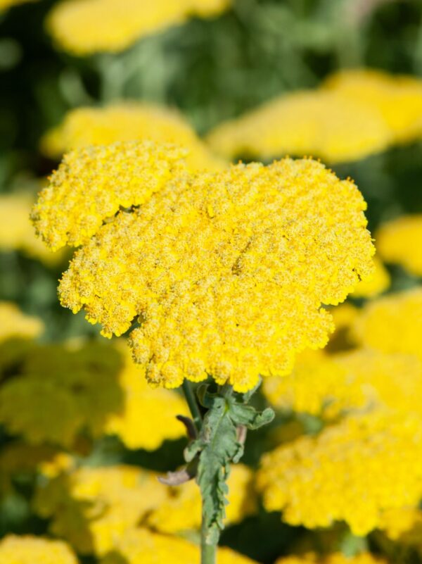 Raudrohi 'Moonshine' P14 Eestis kasvatatud