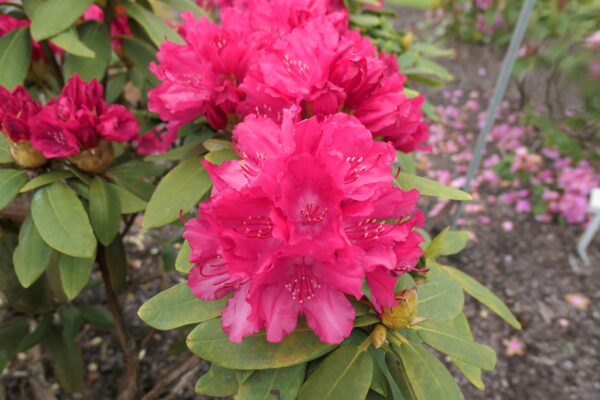 Rododendron 'Astrid' P23 50-80cm
