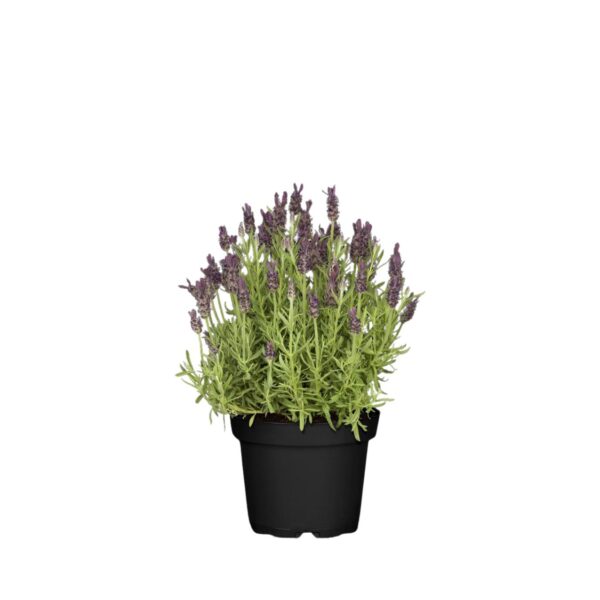 Prantsuse lavendel 'Anouk' P12