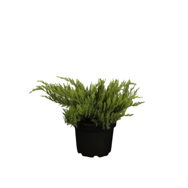 Sabiina kadakas 'Tamariscifolia' P19