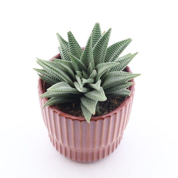 Havortia 'Spider White' P12