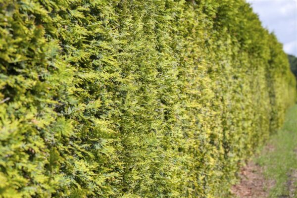 Harilik elupuu P32 140cm