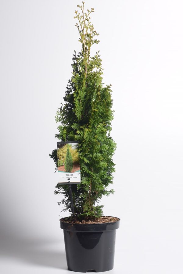 Harilik elupuu 'Degroot Spire' P19 50cm