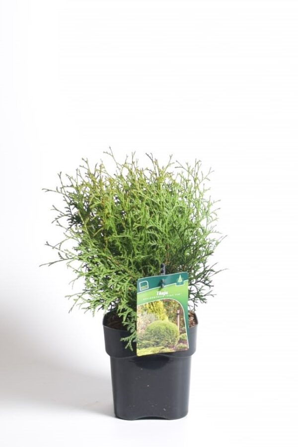 Harilik elupuu `Tiny Tim` P17 15cm