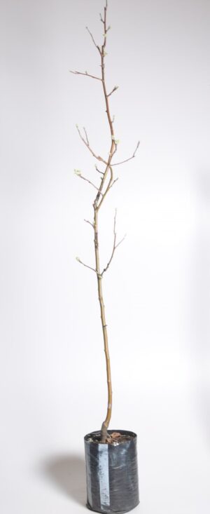 Taliõunapuu ‘Auksis’ P20 80cm