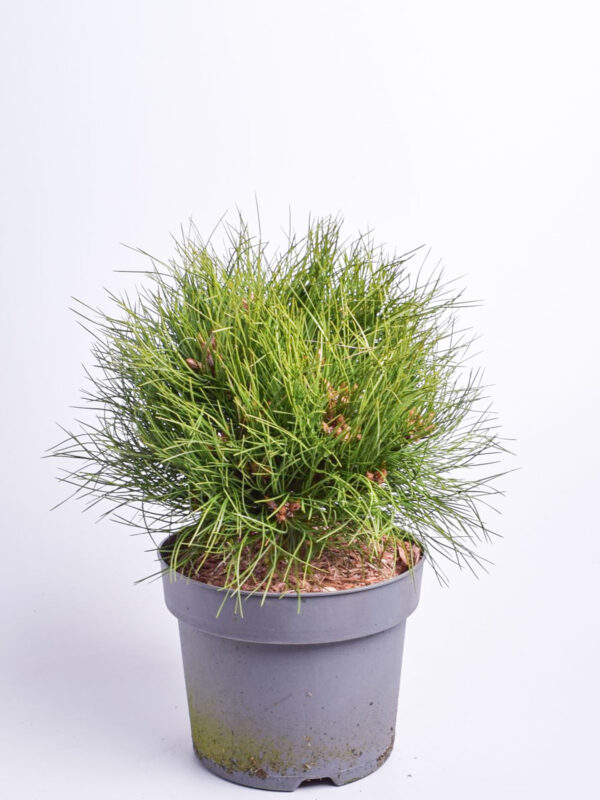 Must mänd 'Marie Bregeon' P21 30cm