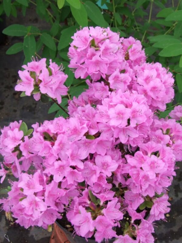 Rododendron 'Otava' P11 15-20cm