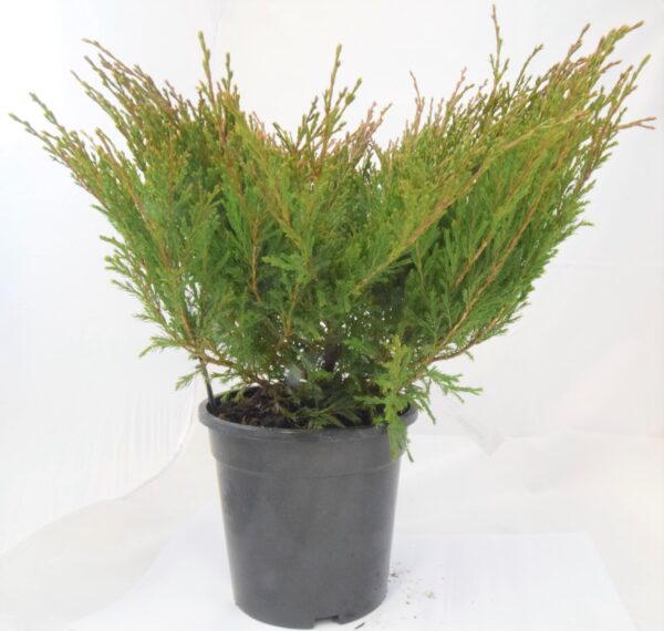 Roomav kadakas 'Andorra Compact' P19 30-40cm