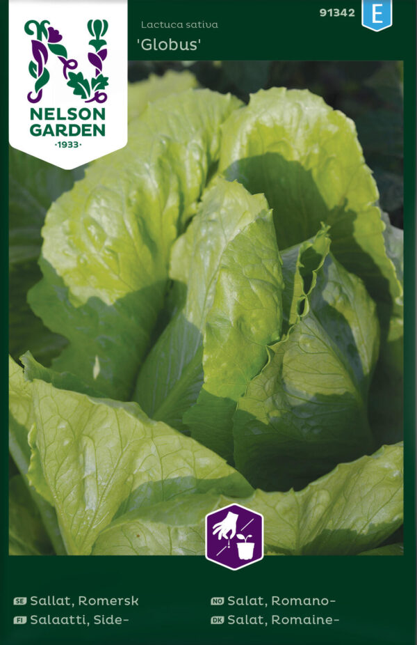 Lehtsalat 'Globus'