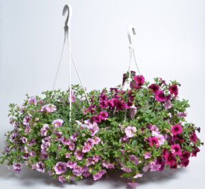 Aed-puispetuunia P25 amplis Eestis kasvatatud