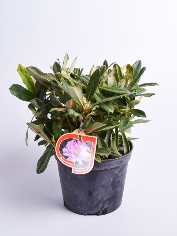 Rododendron 'Pohjola's Daughter' P23 40-50cm