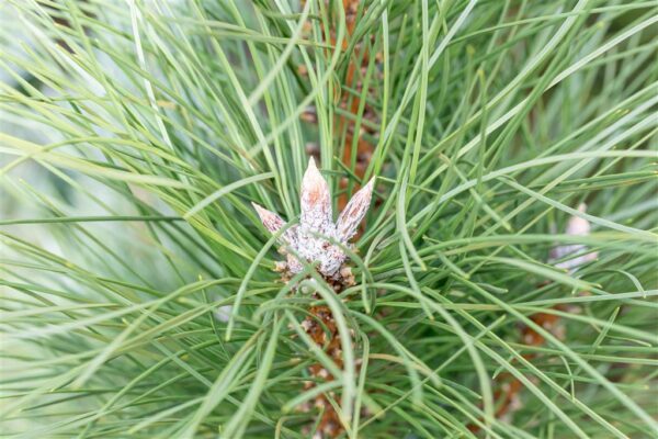 Must mänd  'Pyramidalis' P23 40-50cm