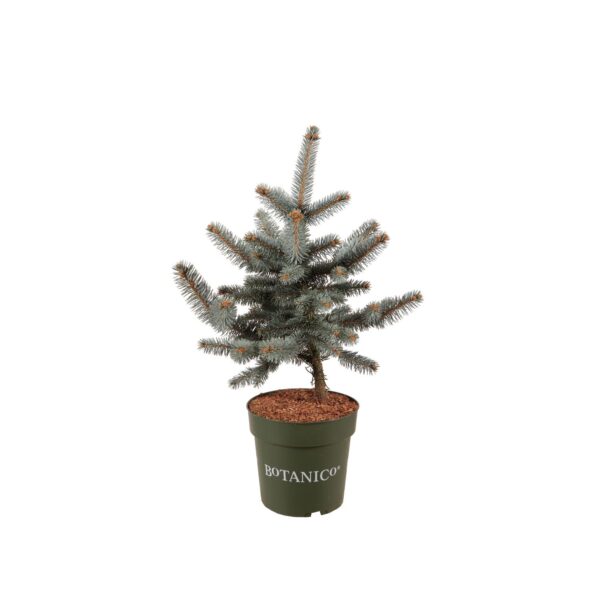 Torkav kuusk 'Oldenburg' P24 40-60cm