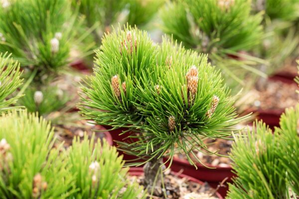 Valgekooreline mänd 'Compact Gem' P23 30cm