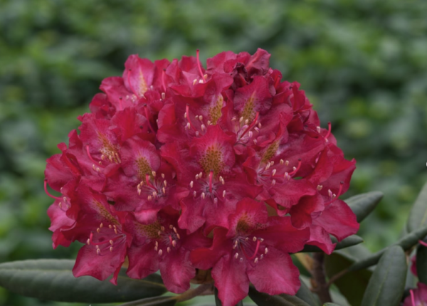 Rododendron 'Royal Scarlet' P23 40-50cm