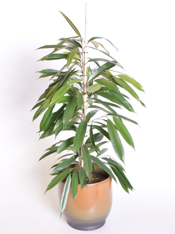 Ahtalehine viigipuu 'Amstel King' P21 70cm