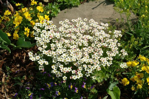 Arendsi kivirik 'White Star' P12 Eestis kasvatatud