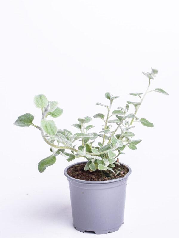 Käokuld P10,5/P12 erinevad Eestis kasvatatud