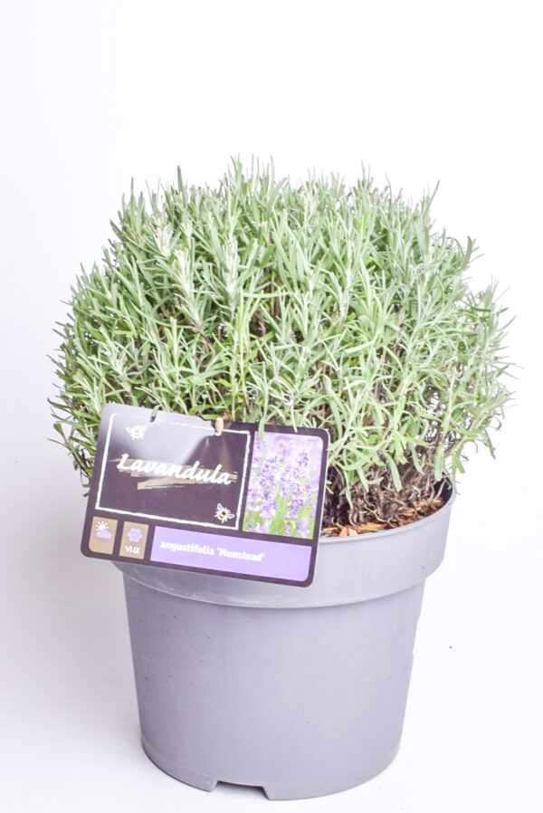 Tähklavendel 'Munstead' P26