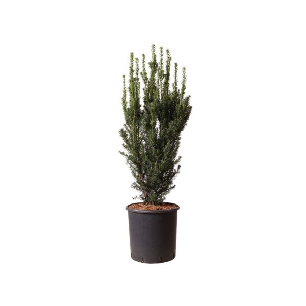 Värd-jugapuu 'Hillii' P30 80-90cm