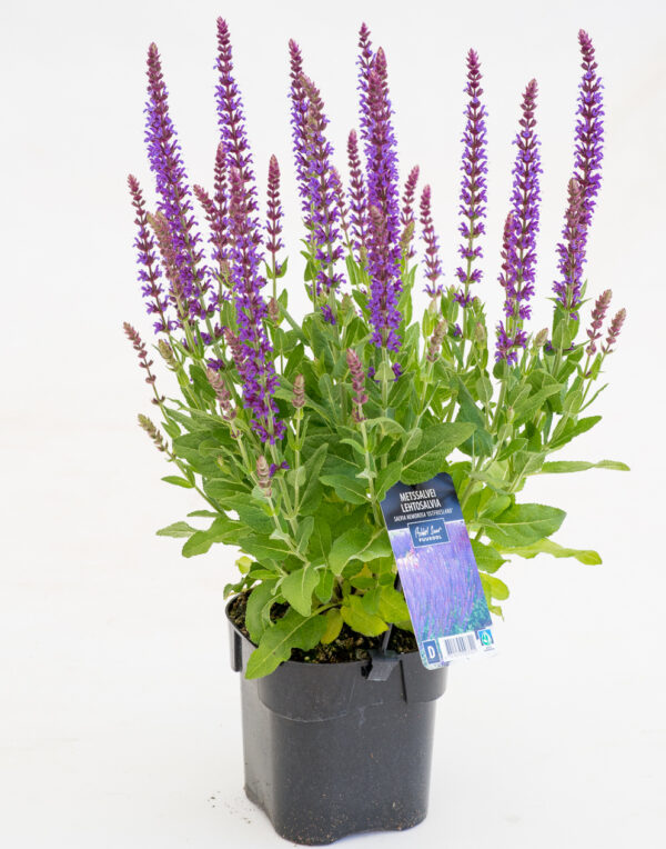 Metssalvei 'Ostfriesland' P12 Eestis kasvatatud