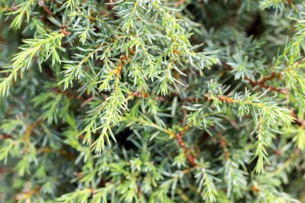 Harilik kadakas 'Excelsa' P25 60-80cm