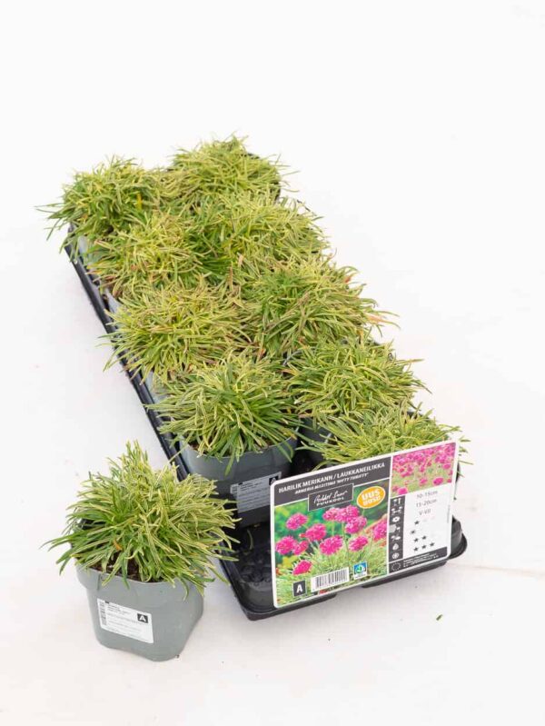 Harilik merikann 'Nifty Trifty' P12 Eestis kasvatatud