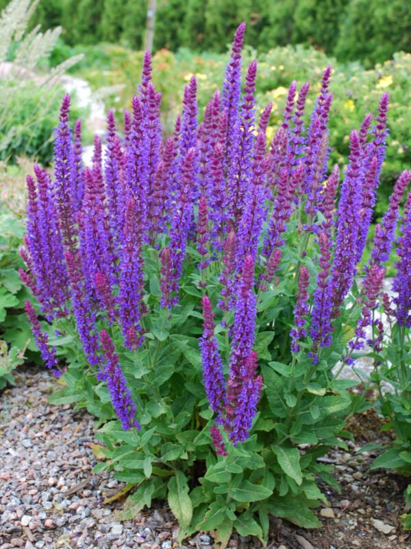 Metssalvei 'Ostfriesland' P12 Eestis kasvatatud