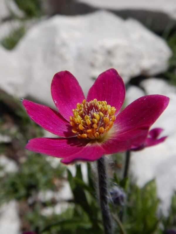 Lõhislehine ülane 'Rubra' P12 Eestis kasvatatud