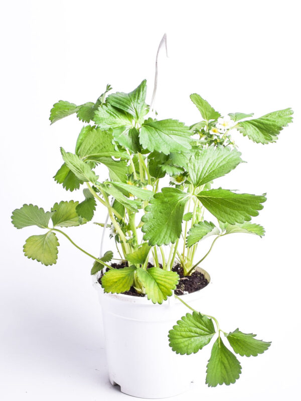 Aedmaasikas 'Elsanta' P17 40cm amplis