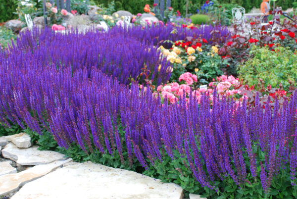 Metssalvei 'Ostfriesland' P12 Eestis kasvatatud