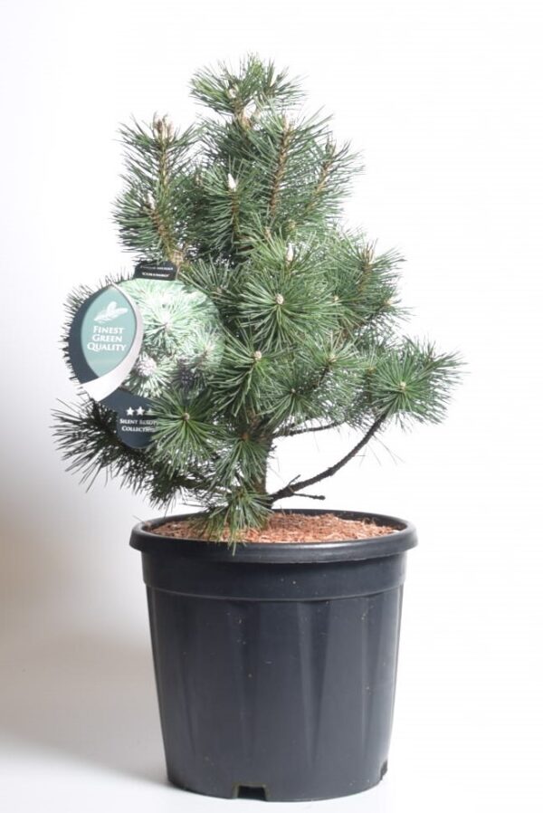 Mägimänd 'Columbo' P23 30-40cm