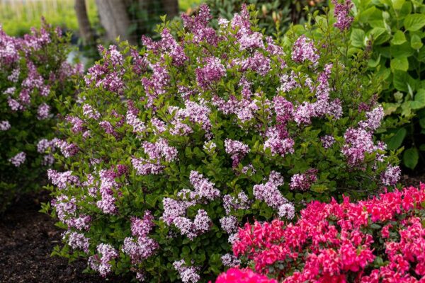 Meyeri sirel 'Palibin' P23 100cm tüvel