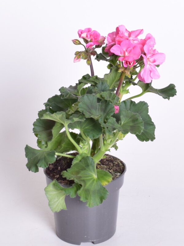 Viirpelargoon P10,5 erinevad