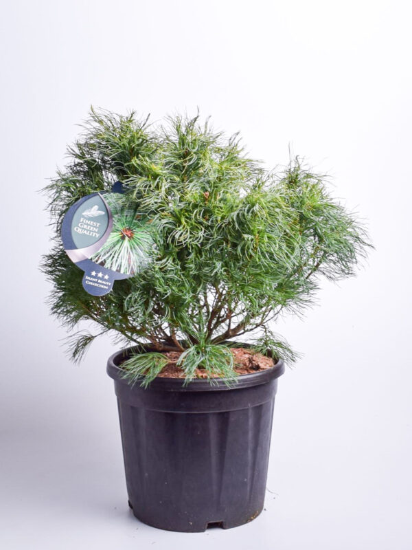 Valge mänd 'Tiny Kurls' P24 30-40cm